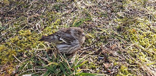 A finch showing symptoms of salmonellosis, including half-open eyes and a puffy appearance. Photo courtesy of Project Feederwatch.