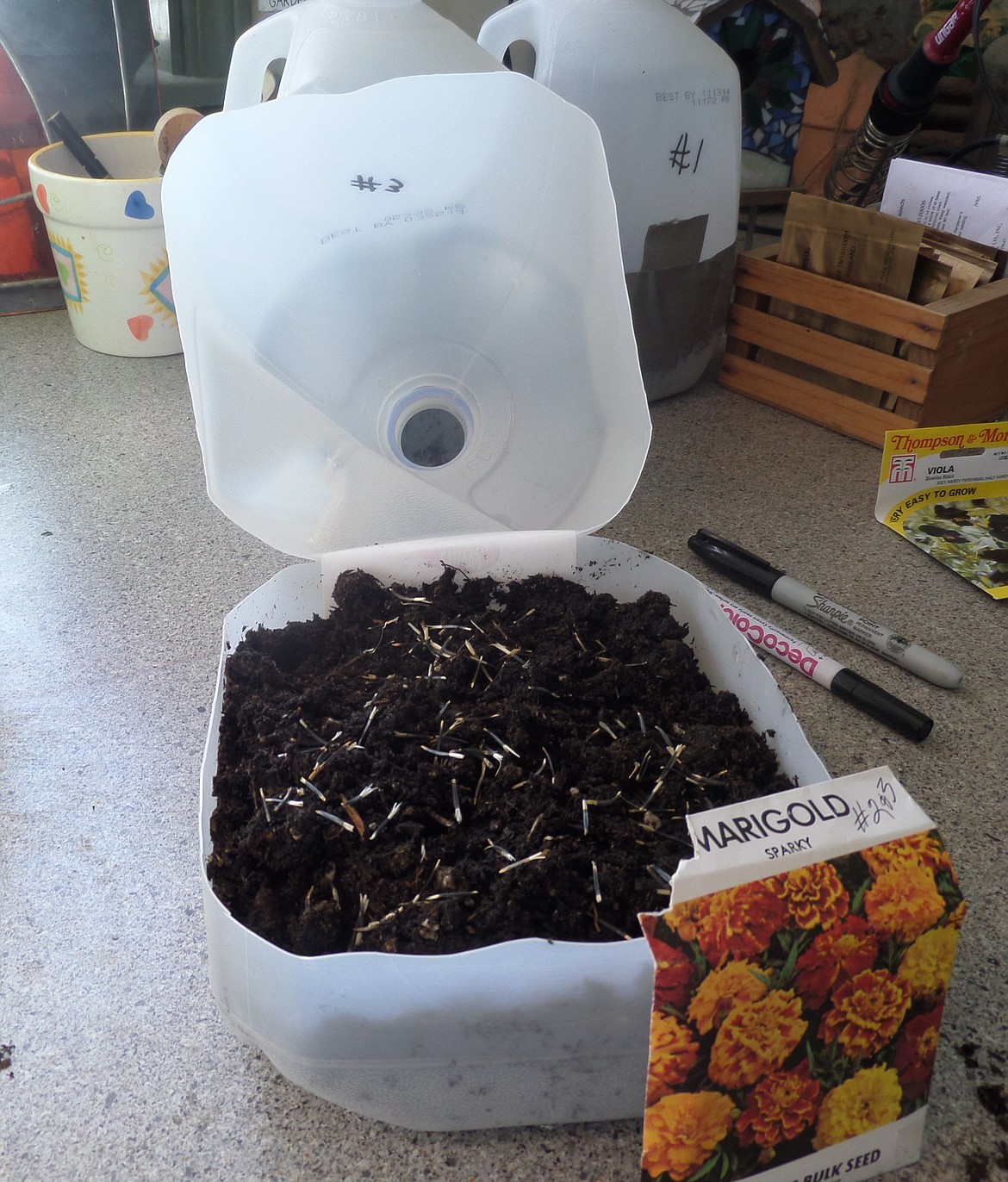 A plastic jug, cut so as to be hinged on one side, is a great container for planting seeds while the weather is still cold.