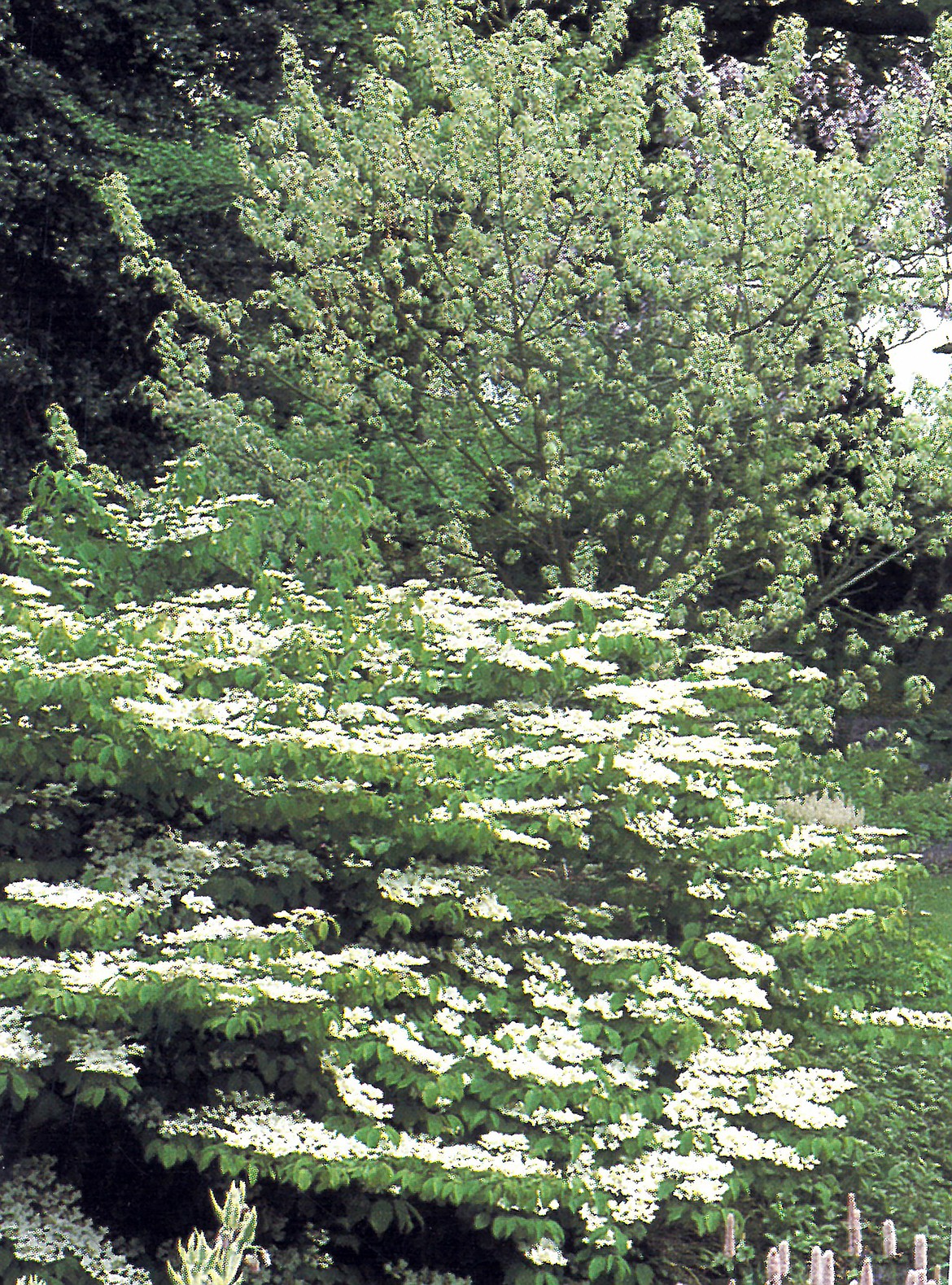 A viburnum plicatum “Lace Cap” fronts an unidentified shrub.