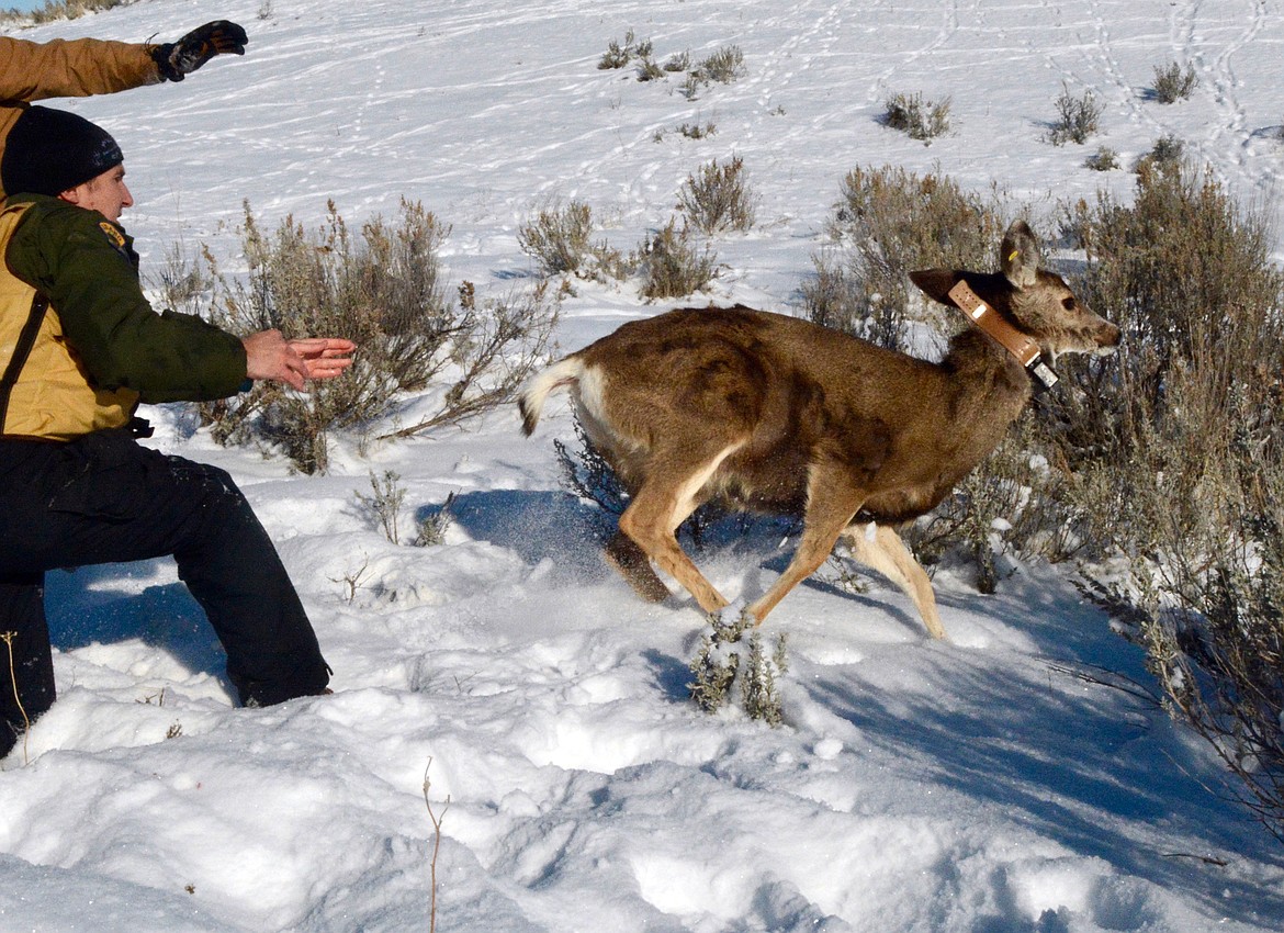 A mule deer fawn runs off alter being collared during winter trapping in the Southwest Region of Idaho.