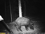 Montana’s latest invasive threat? Feral pigs