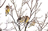 Bonham featured speaker for Audubon program