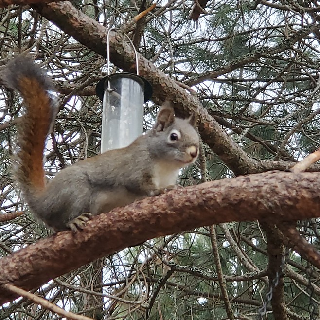 Is That American Red Squirrel Or Fox Squirrel Bonners Ferry Herald
