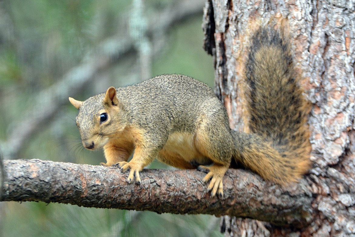 The fox squirrel's tail is long, very bushy and can be used for a variety of functions including wrapping around the squirrel for warmth or used as an aid for balance.