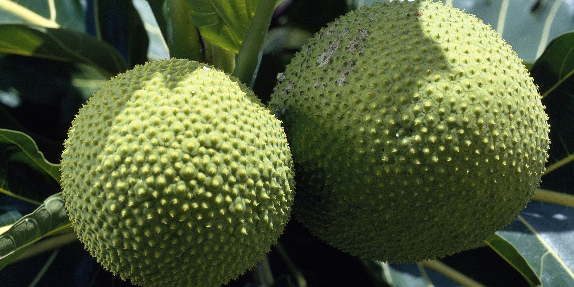 Captain Bligh’s mission was to obtain breadfruit saplings in the South Pacific and take them to the West Indies where it would be grown as inexpensive food to feed the slaves.