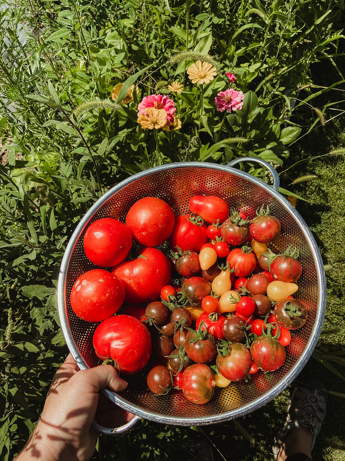 A selection of tomatoes grown by Heather Gessele in her garden at home.
