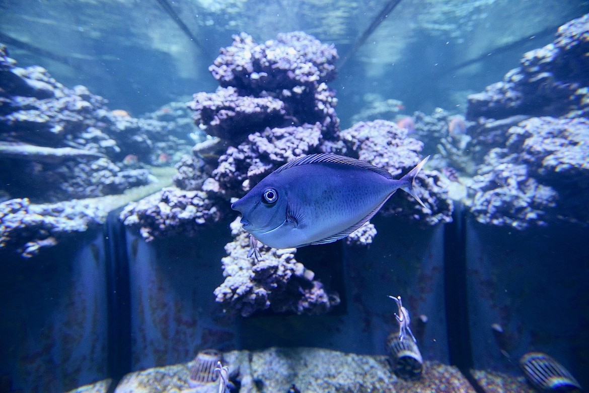 A fish keeps an open eye as it swims in an aquarium in Coeur d'Alene on Friday.