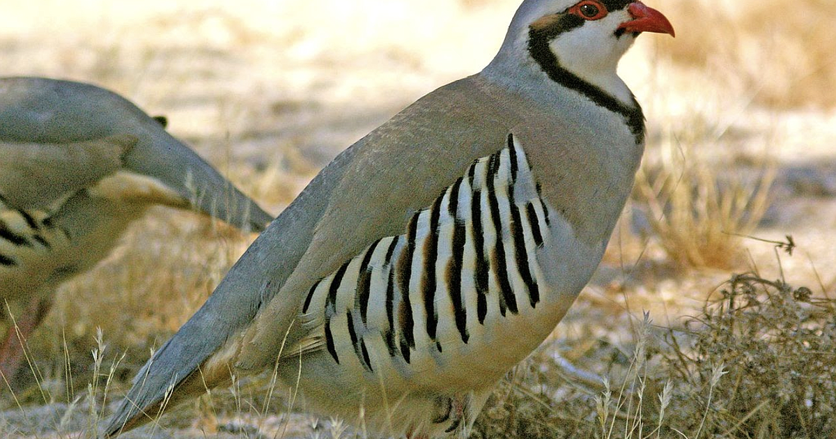 Critters of North Idaho Chukar Partridge Coeur d'Alene Press