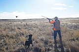 Right on point: Columbia Basin Pointing Labrador Club holds first training day