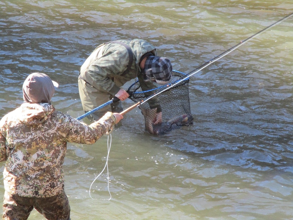 Since 2010, Idaho Department of Fish and Game has been recruiting volunteer anglers to catch adult steelhead from the South Fork Clearwater River.