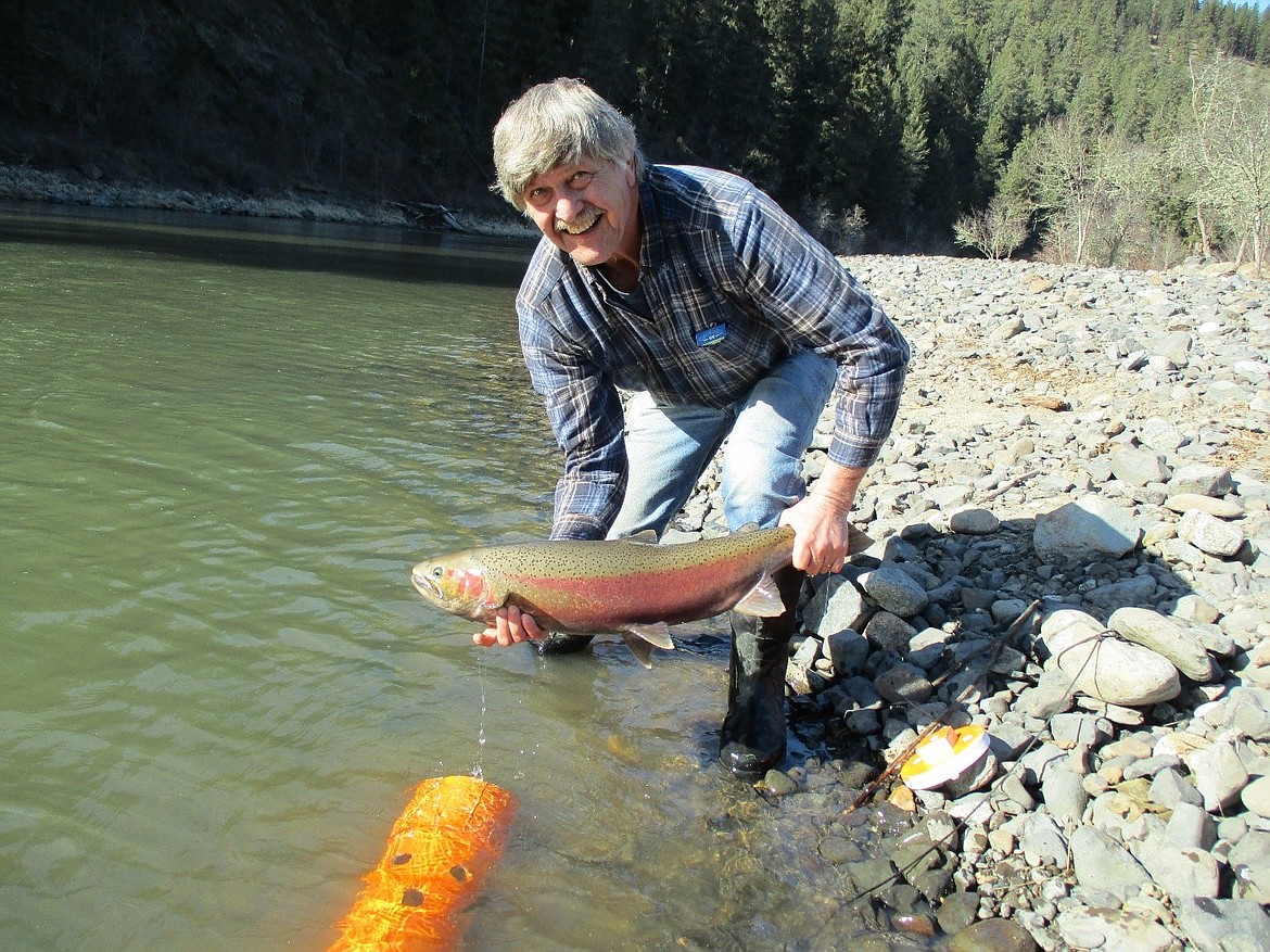 Idaho Fish & Game managers depend on anglers to collect fish for its broodstock program because no weirs are operated on the South Fork Clearwater River to trap steelhead.