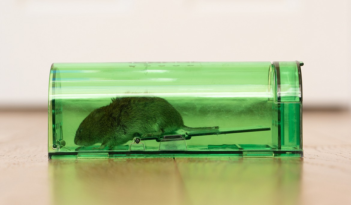 Live traps are a safe and humane way to get rid of rodents. Be sure to check them regularly to avoid starving any trapped rodents.