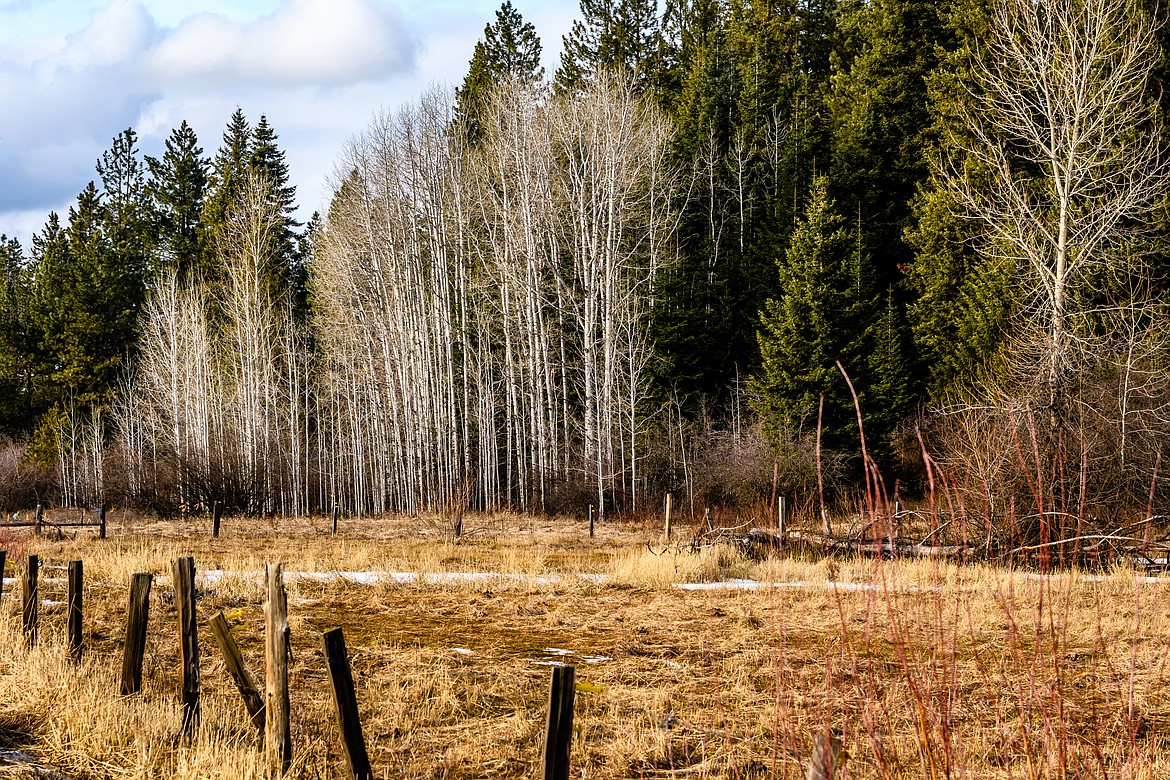 Bare birches along Highway 3.