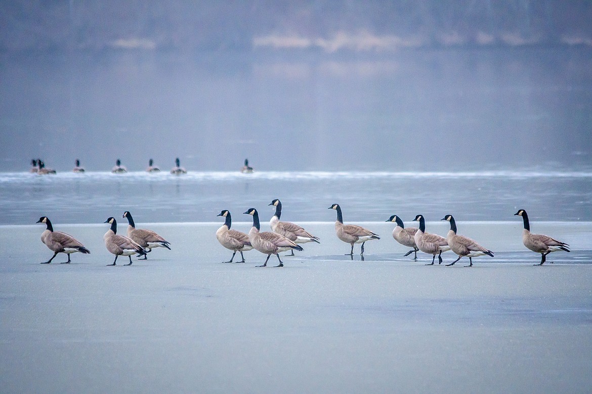 Canada geese chill out together on a frozen lake.