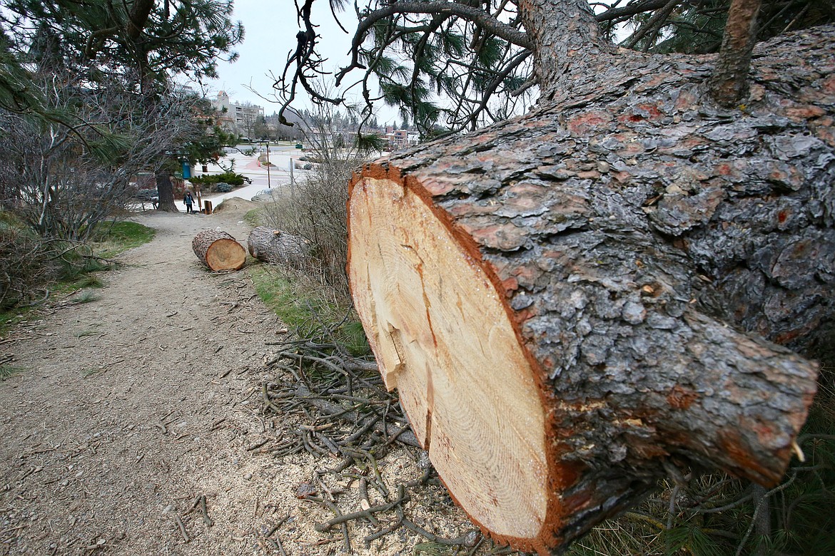 A walker approaches the entrance to Tubbs Hill on Tuesday afternoon, where a section of a fallen tree was cut away to clear the main trail.