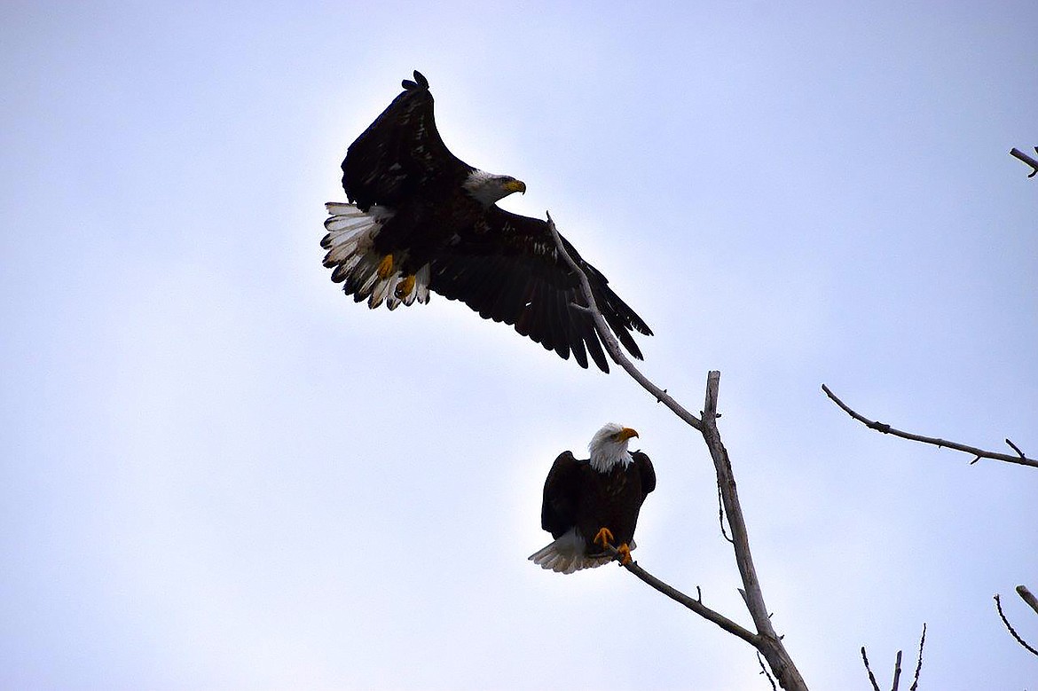 Robert Kalberg shared this photo of two eagles seen in the Riverside Street area on Jan. 30. He said he was blessed to be able to take the photo of two eagles, something he'd never before been able to do. "It's interesting that during my reading of one of my devotionals this morning, it said 'It is no wonder that God used the image of a soaring eagle to
represent the one who waits on the Lord,’” he wrote in sharing the photo.