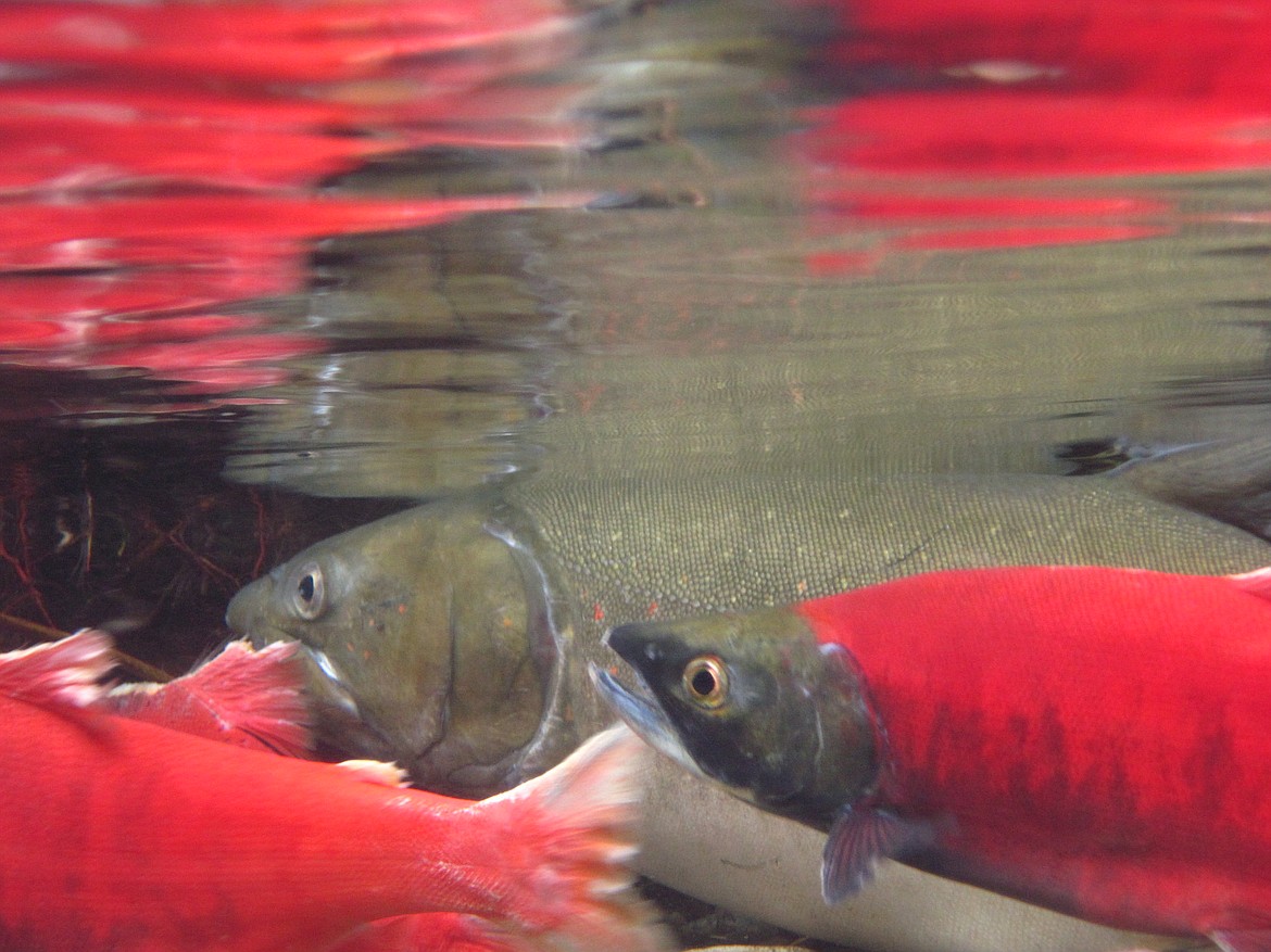 Bull trout alongside adult kokanee in North Idaho's Granite Creek.