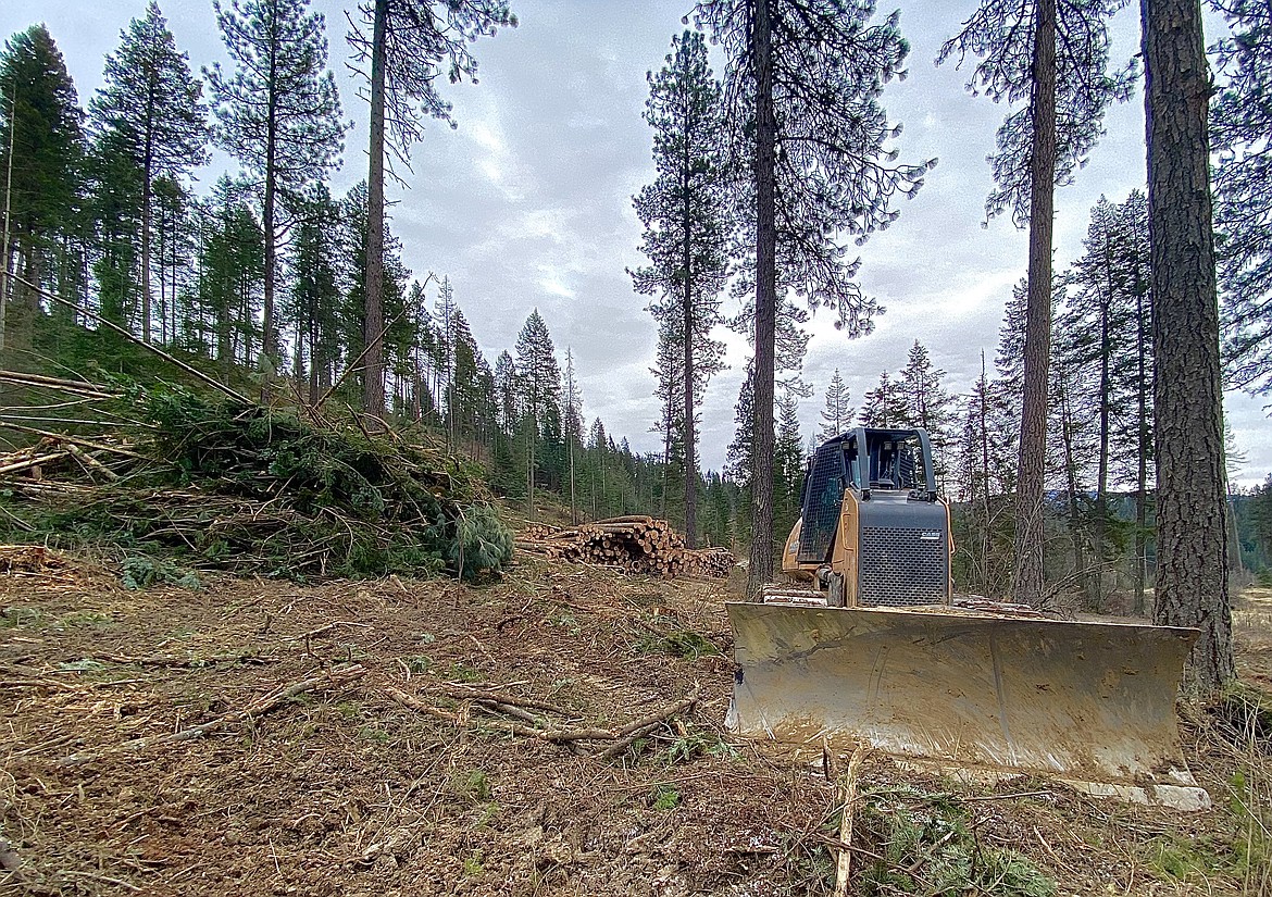 Since 2018 the Bureau of Land Management has logged millions of timber boards out of Blue Creek Bay as an infestation of root rot and bark beetles devastate North Idaho's natural fir population. (MADISON HARDY/Press)