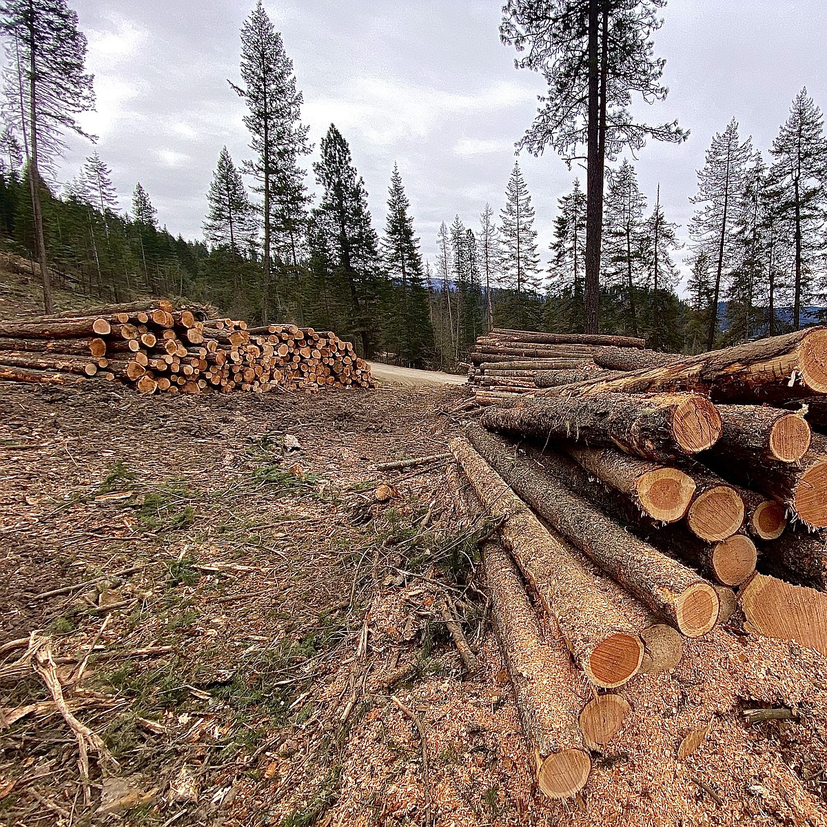 Resident questions logging operation | Coeur d'Alene Press