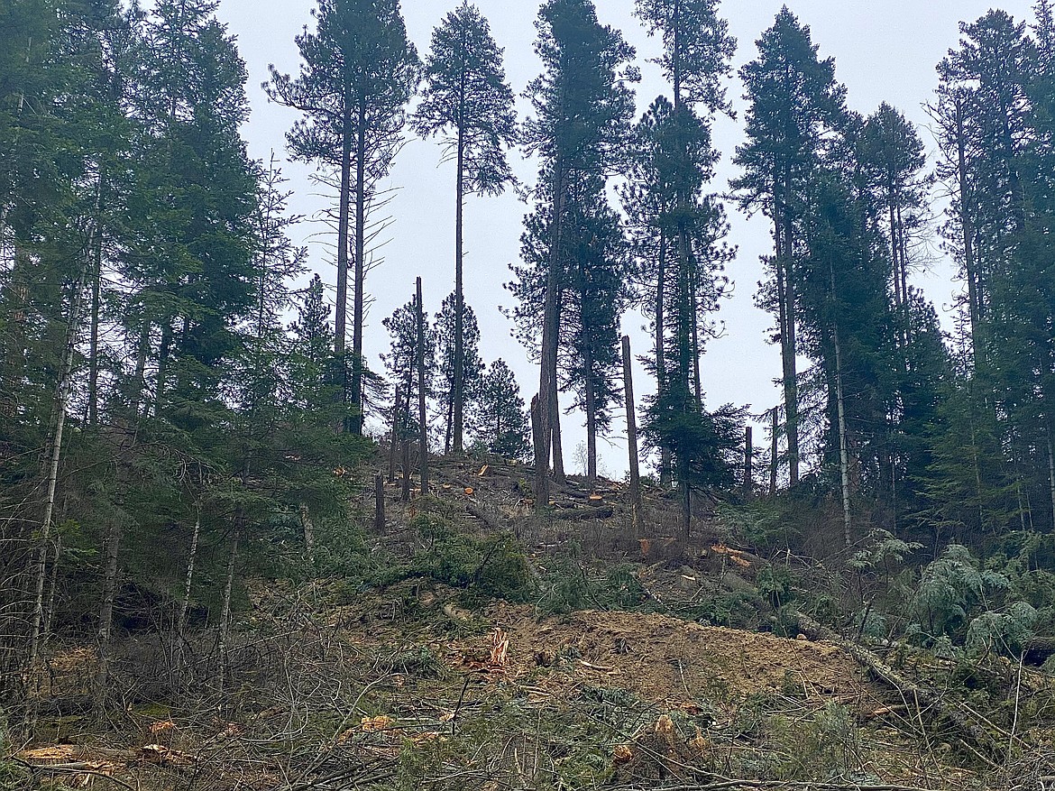 Frequenters of Blue Creek Bay recreational areas were shocked to see hundreds of trees removed from the landscape as part of an Bureau of Land Management logging and reservation project. (MADISON HARDY/Press)