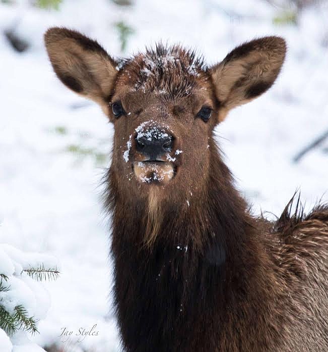 This cow elk stopped to be photographed in the Fish Creek area recently by Alberton photographer Jay Styles. (Photo courtesy Jay Styles)