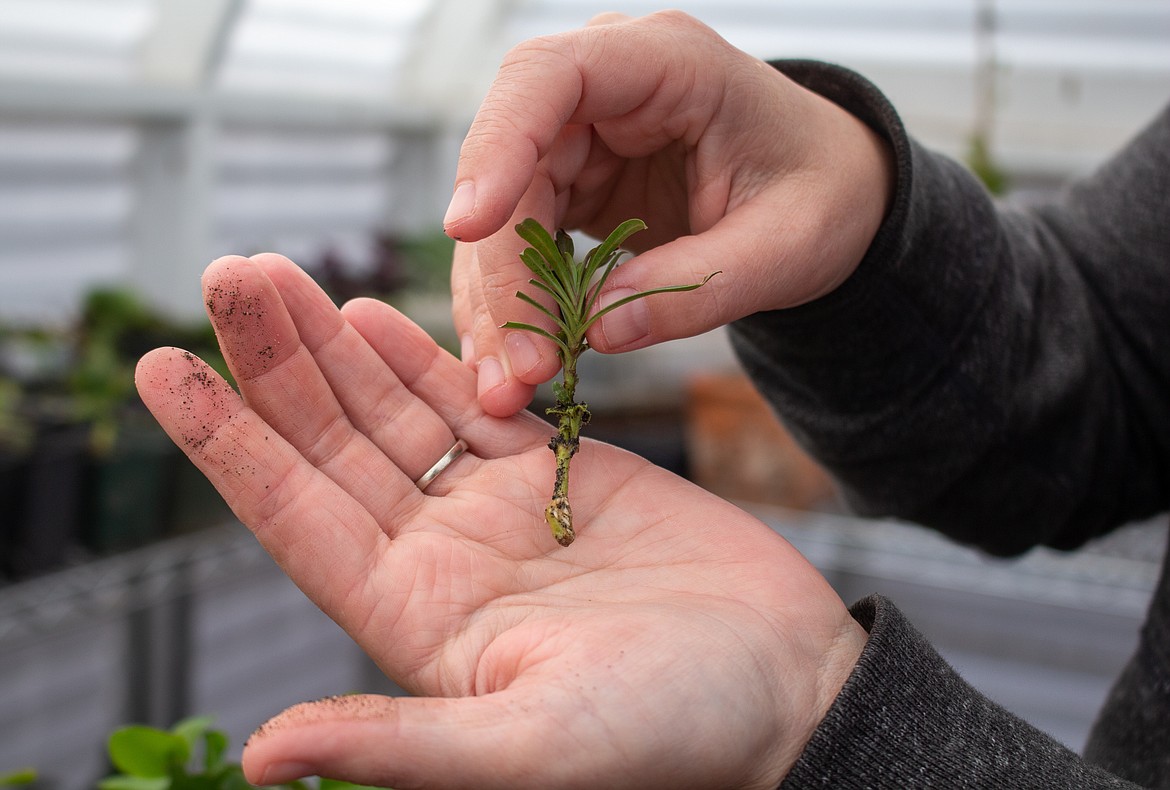 Holly Trinnaman shows off some roots getting started on one of her plants in her greenhouse in Moses Lake on Wednesday afternoon.