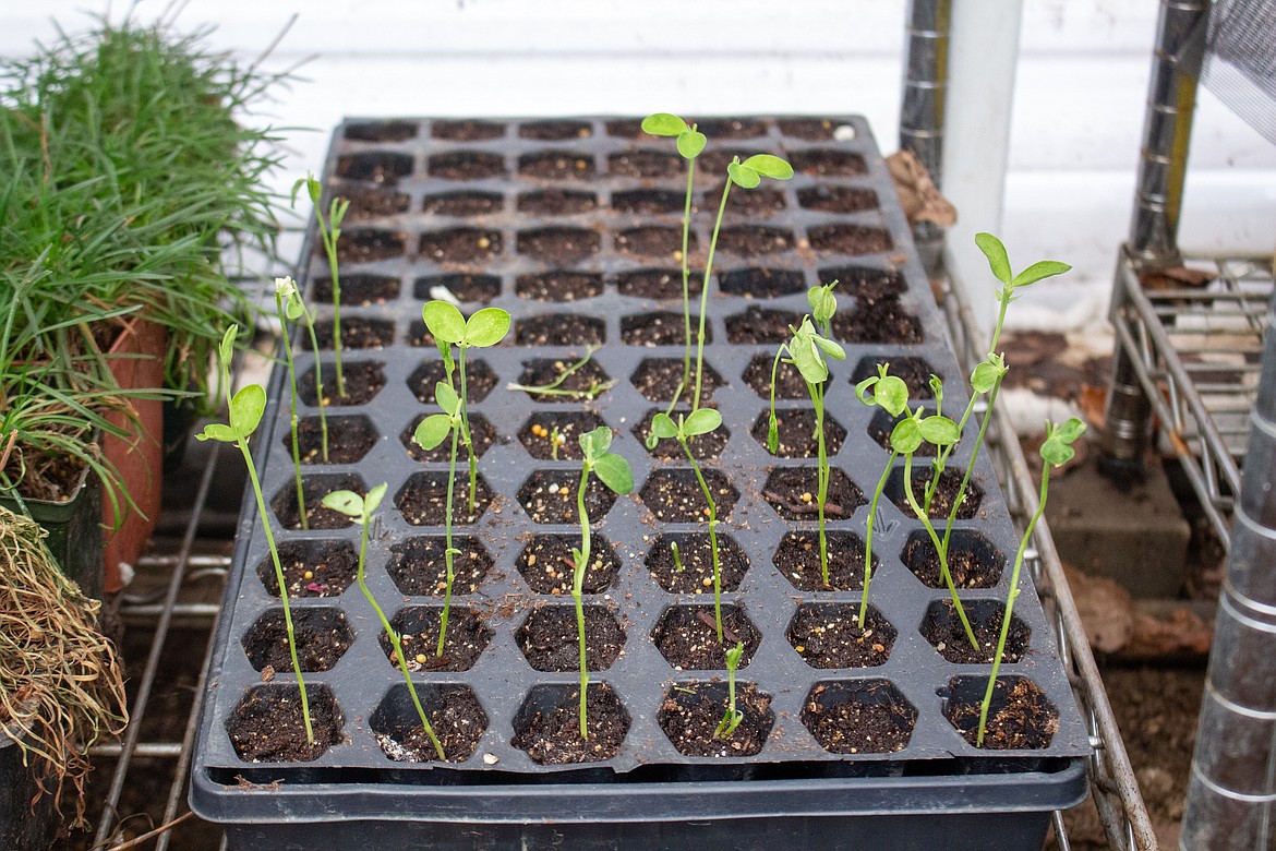 Pea plants beginning to come up are nestled together on one of the lower shelves inside Holly Trinnaman's greenhouse in Moses Lake on Wednesday afternoon.