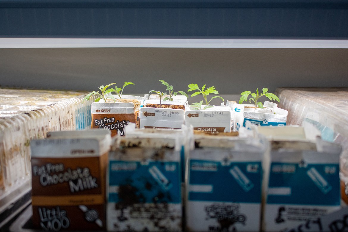Tomato plant starts glow green in the light on Holly Trinnaman's plant starter shelves inside her home in Moses Lake on Wednesday.