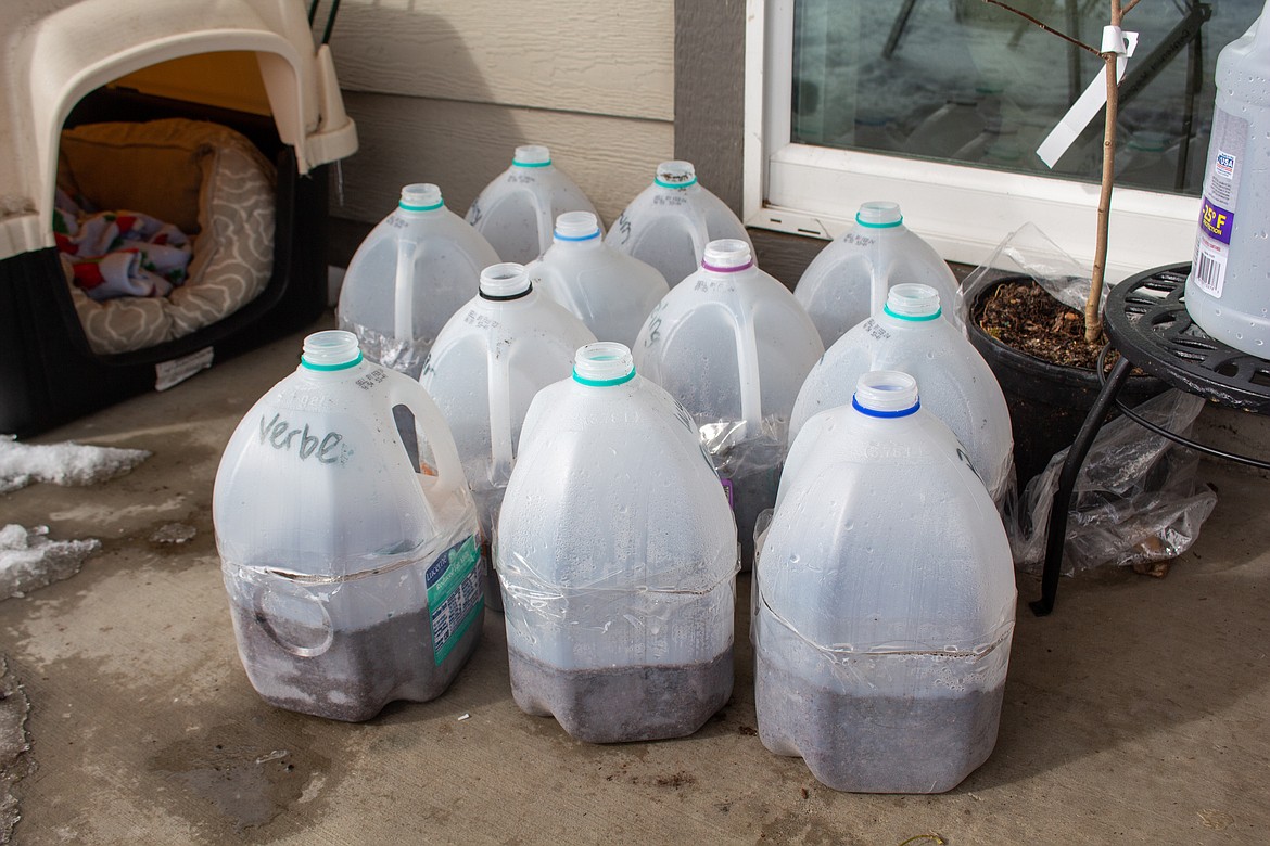 Milk jugs filled with dirt sit on Holly Trinnaman's back porch on Wednesday ready to be added to her already large collection of winter sowing jugs nestled beside her greenhouse.