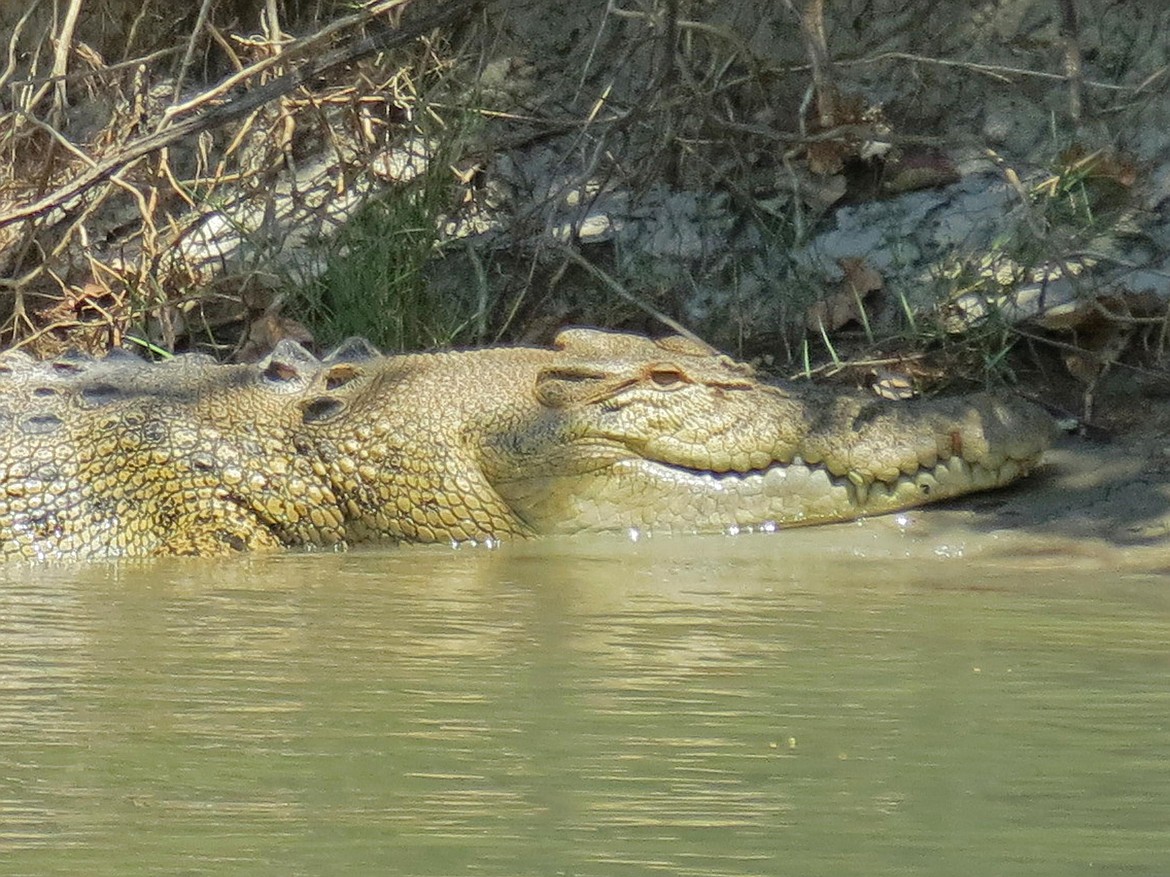 Giant saltwater crocodile in the shallows of the East Alligator River in Kakadu National Pak, Northern Territory, Australia, one of many dangerous crocodile-infested Aussie inland waterways.