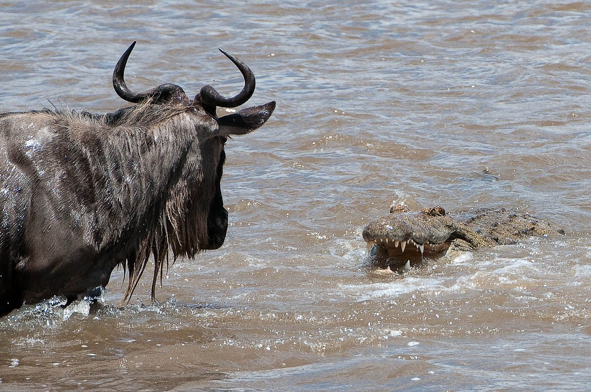 Nile crocodile confronting a wildebeest about to cross a river in Africa.