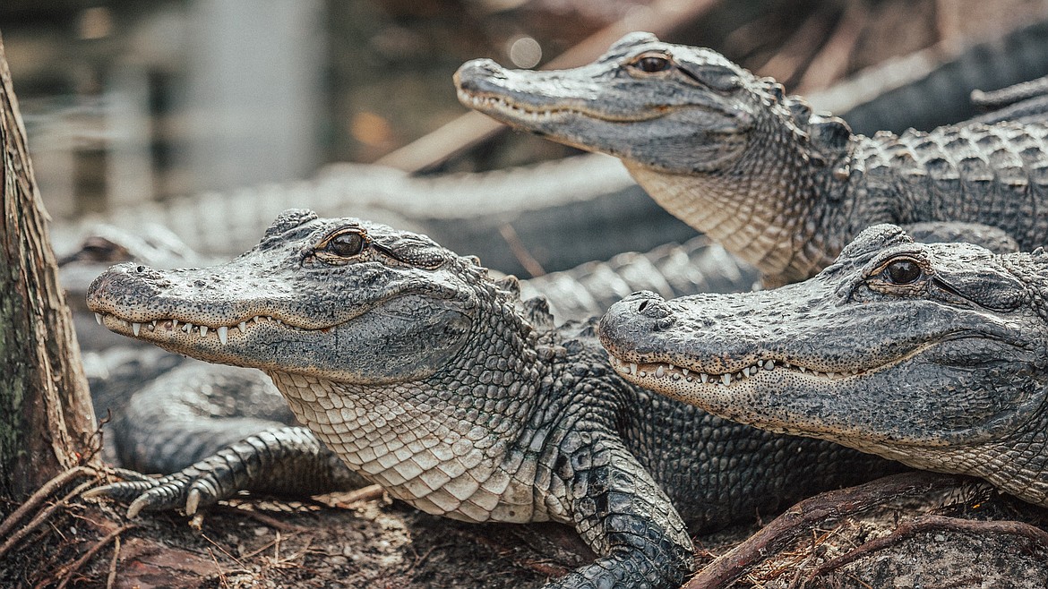 Baby alligators