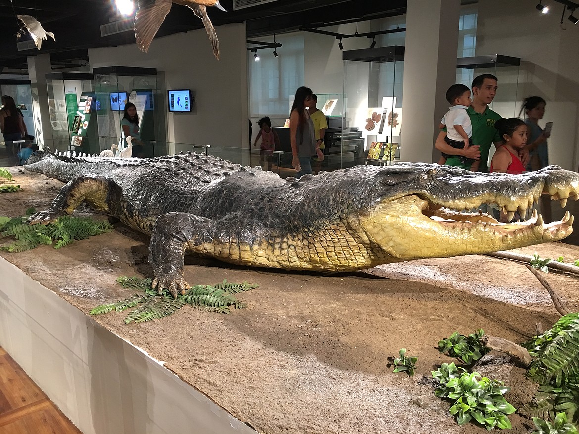 Taxidermy exhibit of Lolong, the world’s largest saltwater crocodile, now displayed at the National Museum of Natural History in Manila.