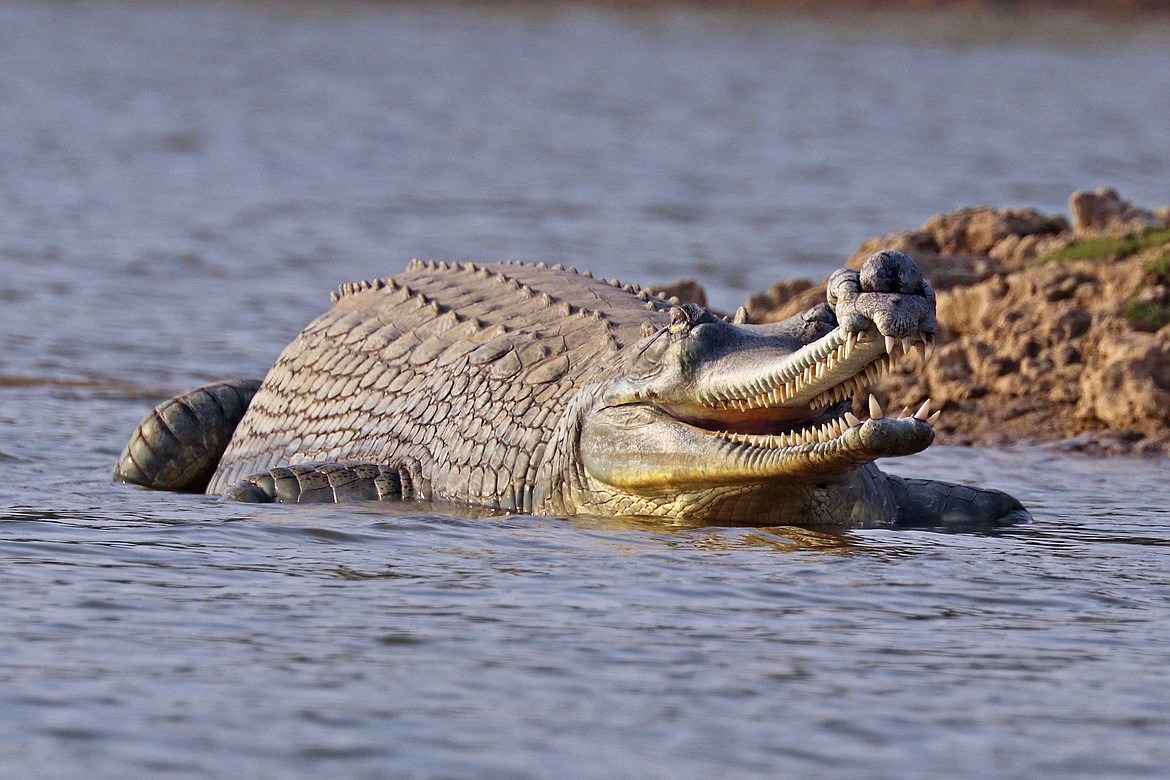 Fully grown male gharial with bulbous nose, a rare crocodile species that eats mostly fish and can grow up to 20 feet long, almost as big as the saltwater crocodile.