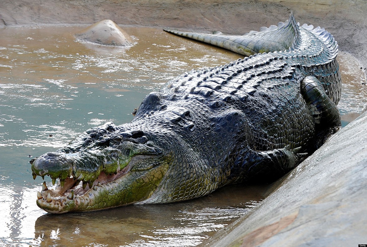 Lolong the Philippine saltwater crocodile held the record of being the world’s largest crocodile at 20.24 feet.