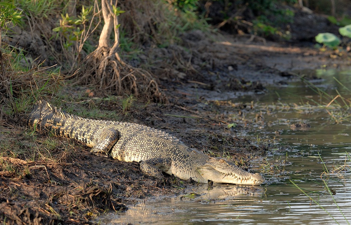 Swamp on Ramree Island, Myanmar (Burma) where about 500 Japanese soldiers were killed by huge sea-going saltwater crocodiles, malarial mosquitos, venomous scorpions and Allied attacks during World War II.