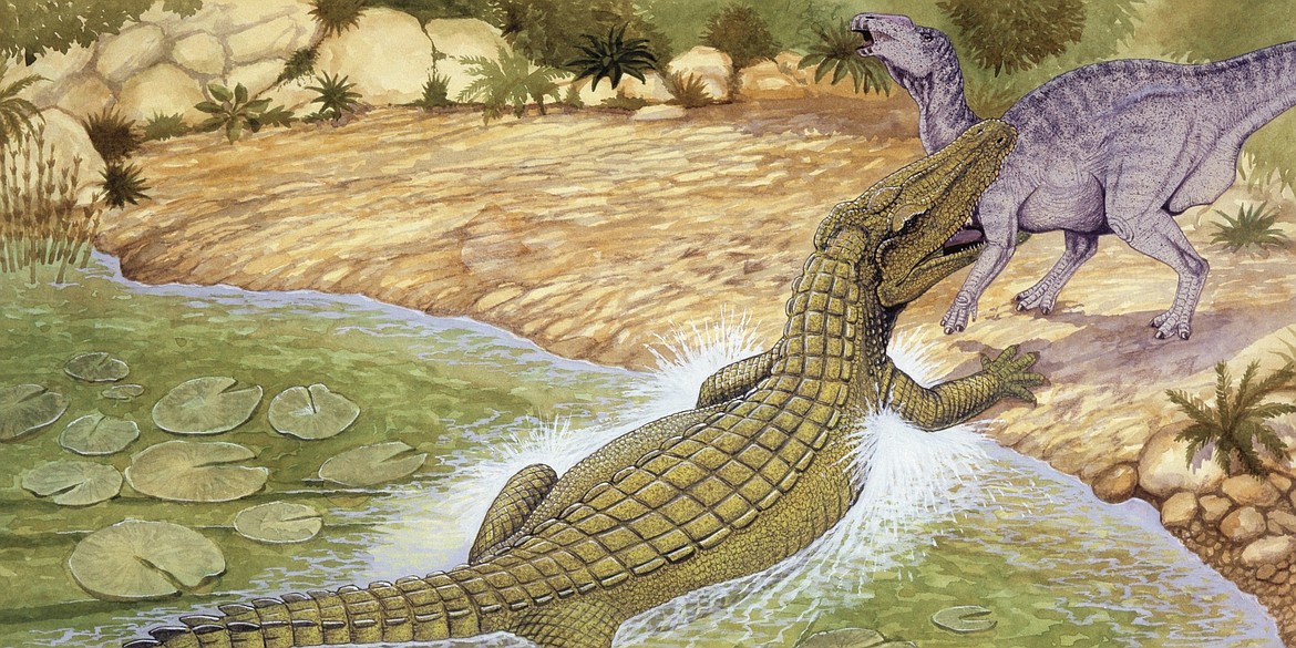 Prehistoric giant crocodiles of the Age of Dinosaurs were ancestor of today’s crocodilians and twice the size of saltwater crocodiles of the Pacific and Indian oceans.