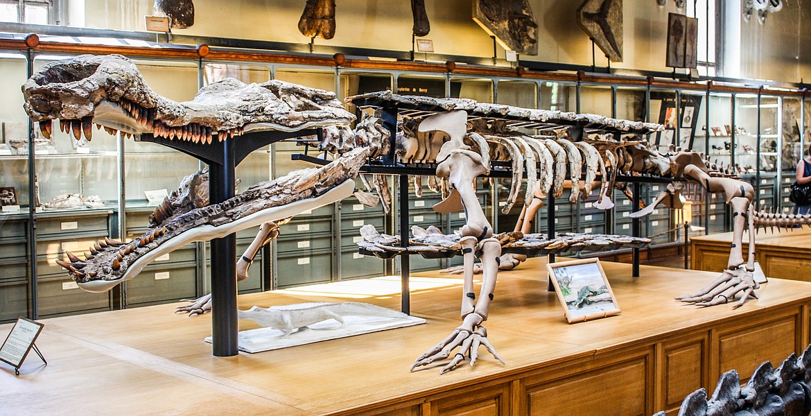 Reconstructed skeleton of the Sarcosuchus imperator prehistoric giant crocodile of the Cretaceous Period, displayed at the National Museum of Natural History in Paris, France.