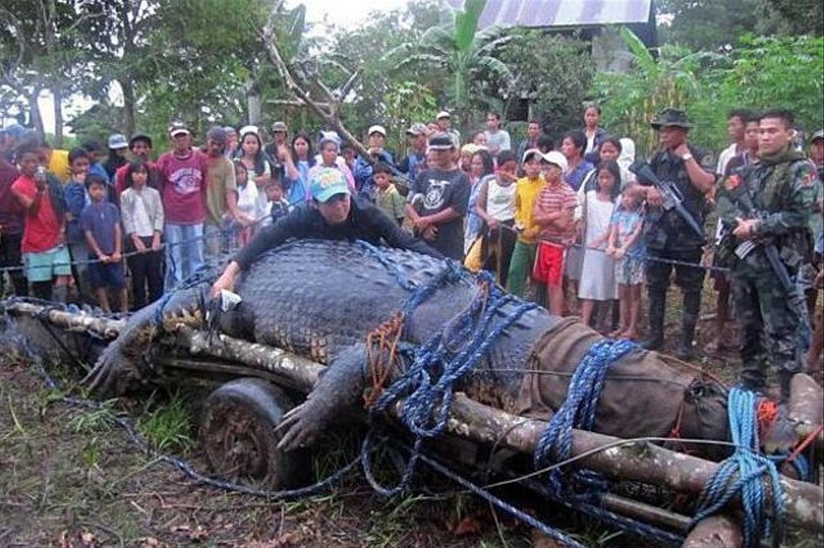 Man-eating saltwater crocodile “Lolong” in Philippines shown here after being captured, is listed as the world’s biggest crocodile at 20.24 feet in the Guinness Book of World Records.