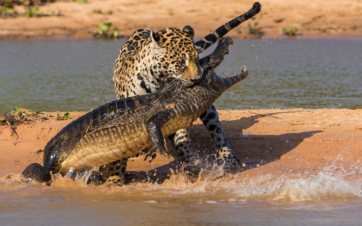 Hunter catches hunter — African leopard catches small crocodile.