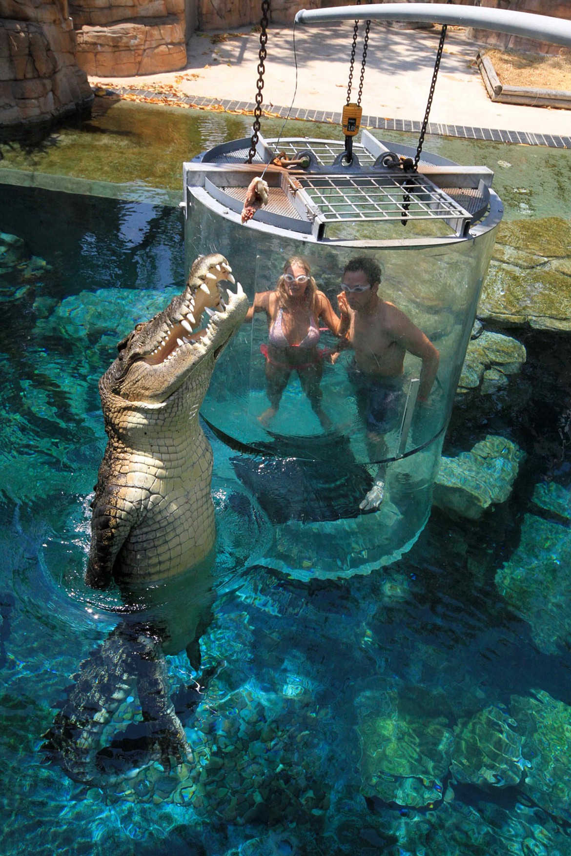 Saltwater crocodile viewing from “Cage of Death” tourist attraction in Darwin, Australia.