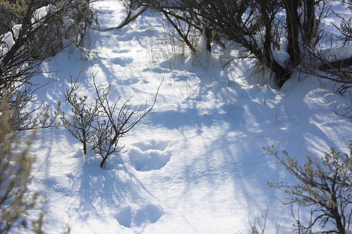 Fresh pygmy rabbit tracks on the Beezley Hills on Tuesday.