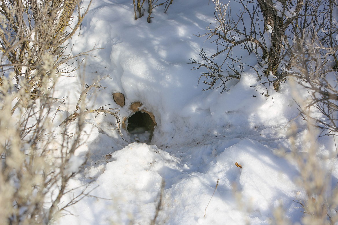 An active Columbia Basin pygmy rabbit burrow is seen in the Beezley Hills Preserve.