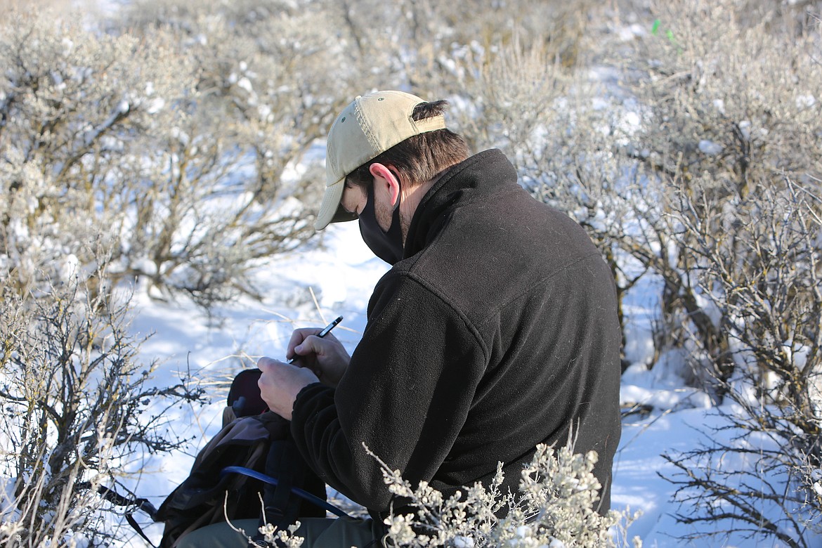 WDFW biologist Jon Gallie collects takes note of an undiscovered pygmy rabbit burrow on the Beezley Hills Preserve on Tuesday.