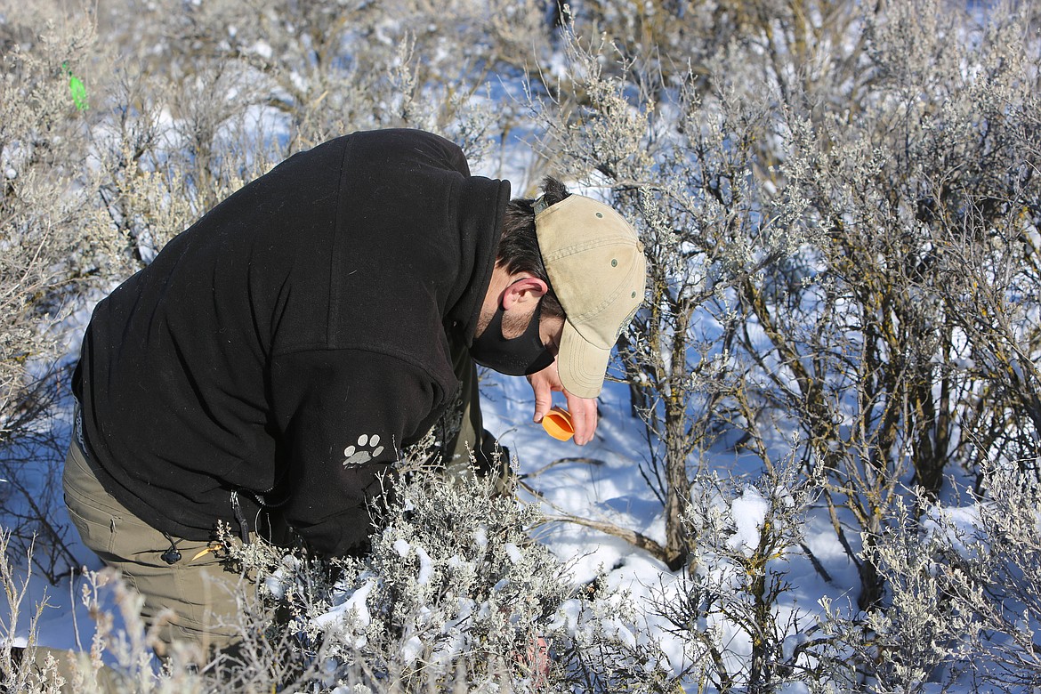 WDFW biologist Jon Gallie collects a fecal sample on the Beezley Hills Preserve on Tuesday.