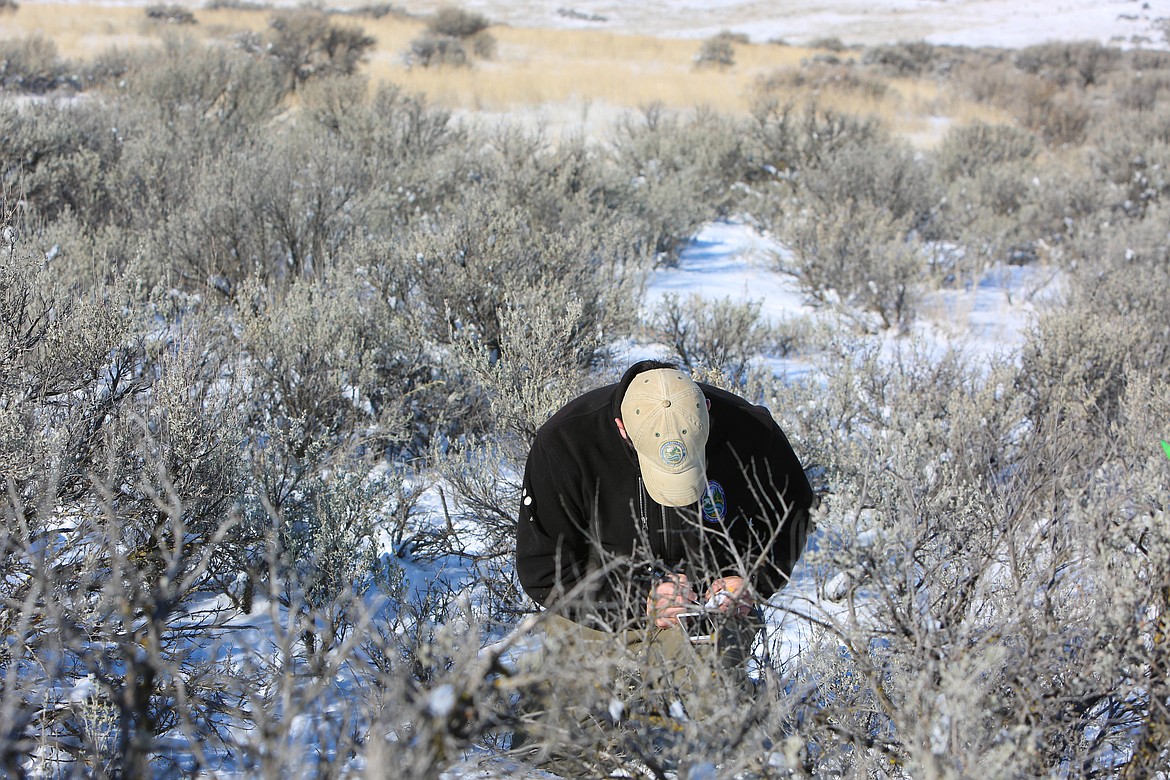 WDFW biologist Jon Gallie takes notes on new active burrows on the Beezley Hills Preserve on Tuesday.