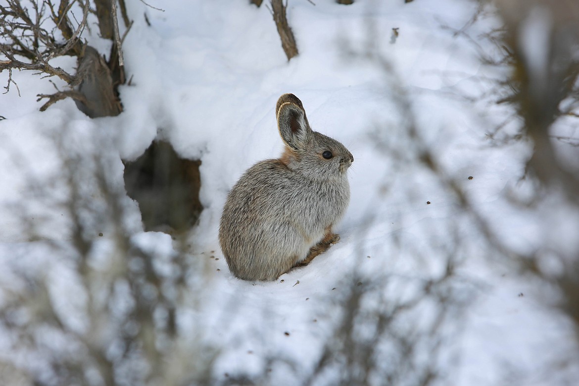 An elusive Columbia Basin pygmy rabbit on the Beezley Hills in February.