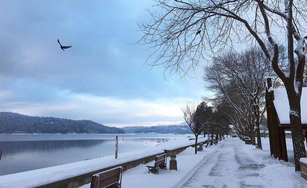 A crow flies just off City Park in Coeur d'Alene Tuesday morning.