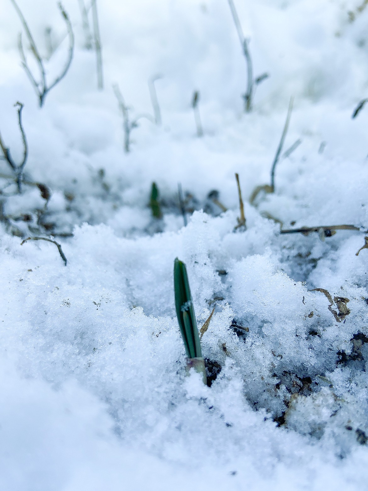 Garlic shoots Heather Gessele planted in the fall for spring harvest peak out of the snow in her yard in Moses Lake on Wednesday afternoon.