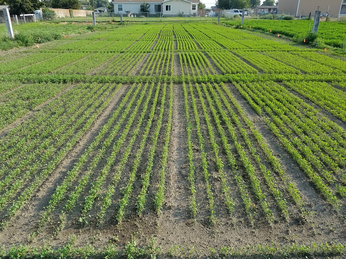 An "excellent stand" of alfalfa growing just north of Pasco.